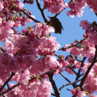鶴見緑地公園の陽光桜