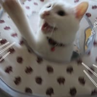 テント転がる