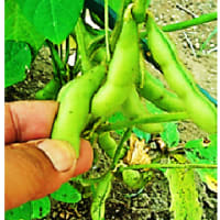 収穫を　開始した　“ 枝豆 ”