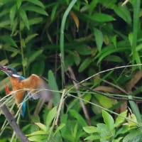 於大公園 ： 野鳥 ・ 翡翠 ・ カワセミ・・・フリー素材ブログ　カワセミ
