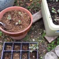 発芽と収穫