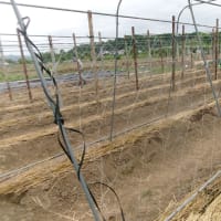 共同畑の定植終わる