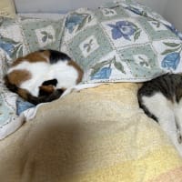 フェイク情報にご注意
