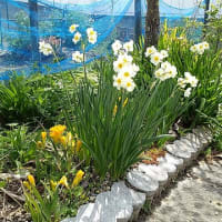 瀬戸内海国際芸術祭がスタート・・・