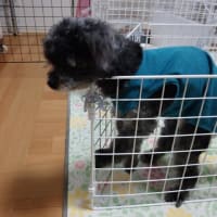 日中は外に出れないもん！