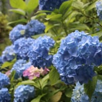 紫陽花の季節