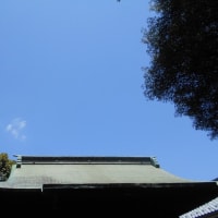 GW明け…清々しい初夏の陽気～ (*´∇｀*)　先月のツルニチニチソウに今日は白い藤♪