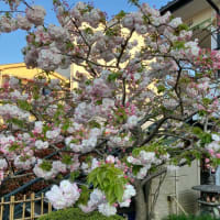 八重桜が咲きました。