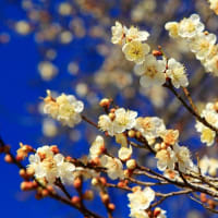 香り花　ロウバイ　水仙　スノードロップ　白梅
