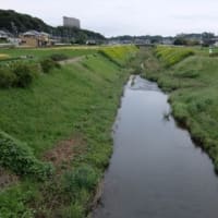 2024神奈川河川ﾎﾟﾀﾘﾝｸﾞ『恩曽川』②「北谷橋」～「高坪橋」約3kmの田畑の旅