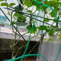 【我菜園便り】太陽＆水＆追肥で菜園は豊作