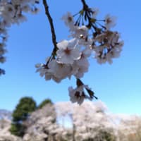 改めて桜