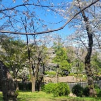 満開の桜に囲まれた至福のひと時【横浜三ツ沢公園散歩】