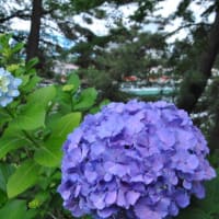多摩川台公園あじさい園　　きれいな濃い色のべにがくあじさい　　5