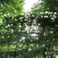 広々公園　手づくりバラ園