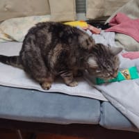柏餅よりシーバ。