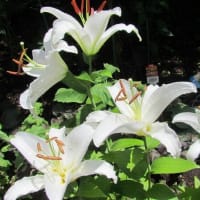 ムクゲ　カサブランカ