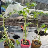 ミニトマトの植え付け