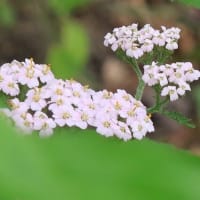 一年ぶりの再会