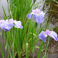 【”25 花菖蒲が満開だ！】東村山市：北山公園