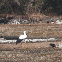 昆陽池公園で念願のコウノトリ撮影