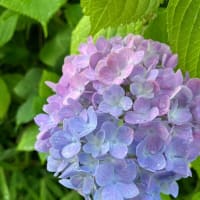 6月になりました　もう今年の半分の月ですね