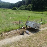 キュウリに水やり(2025/7/2)