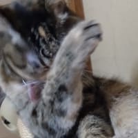 目の中に入れたら…？
