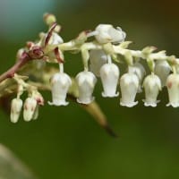 鉢植えの「西洋イワナンテン」