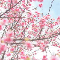 桜満開？　大和村　フォレストポリス　水辺の広場　（月）