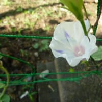 いつの間にか～です。（笑）