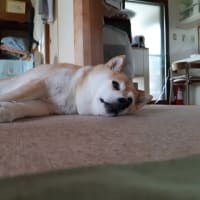 柴犬凛、久しぶりの更新です