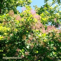 「相模原麻溝公園」では「スモークツリー」が2、3分咲きとなった！！