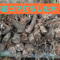 しいたけコマ打ち体験🍄‍🟫
