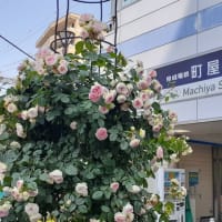 都電と薔薇／町屋駅前