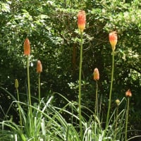 何時ものところで夏の花トリトマが咲いています
