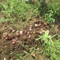 アンデス、３株です