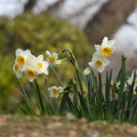 和泉リサイクル環境公園（２０２５年３月８日）