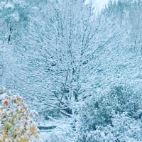雪