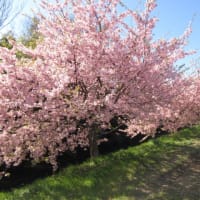 1週間後の河津桜