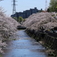 恩田川の桜