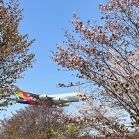 (4/14) 飛行機と桜@成田市さくらの山① (離陸)