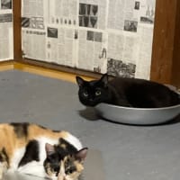 半夏生　オクラとか枇杷とか