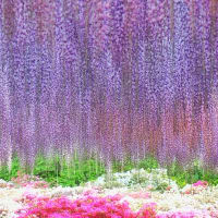 降り注ぐ藤の花の下で… ２