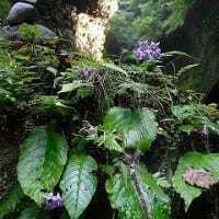 手軽で涼しい沢歩き～由布川峡谷～