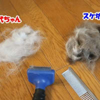 千代ちゃんの舐めハゲ（悲）