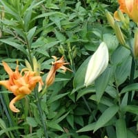 ヤマユリが開花
