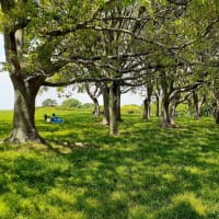 水元公園 中央広場のピクニック