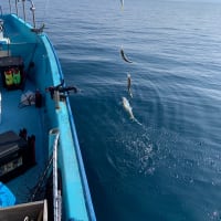 宝昌丸　(6/1~7日)の釣果情報