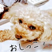 #ｼｮｺﾗ姫とｼﾞｭｼﾞｭ#わんわんあるある#経過観察#膀胱炎#治療中#角質ｹｱ#犬のいる生活